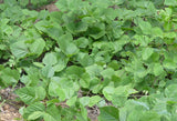 Pueraria tuberosa | Indian and Nepalese kudzu | 5_Seeds