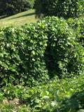 Pueraria tuberosa | Indian and Nepalese kudzu | 5_Seeds
