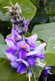 Pueraria tuberosa | Indian and Nepalese kudzu | 5_Seeds