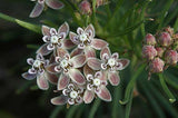 Asclepias pumila | Low Milkweed | Plains Milk Weed | 10_Seeds