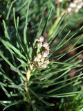 Asclepias pumila | Low Milkweed | Plains Milk Weed | 10_Seeds