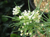 Asclepias pumila | Low Milkweed | Plains Milk Weed | 10_Seeds