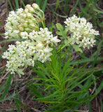 Asclepias pumila | Low Milkweed | Plains Milk Weed | 10_Seeds