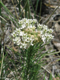 Asclepias pumila | Low Milkweed | Plains Milk Weed | 10_Seeds