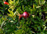 Punica Granatum Nana | Dwarf Pomegranate | 20_seeds
