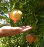 Punica granatum White Pomegranate | 20_Seeds