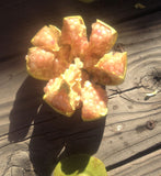 Punica granatum White Pomegranate | 20_Seeds