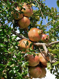 Punica granatum White Pomegranate | 20_Seeds