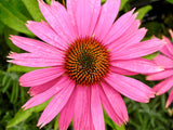 Echinacea purpurea | Eastern Purple Coneflower | 200_Seeds