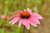 Echinacea purpurea | Eastern Purple Coneflower | 200_Seeds