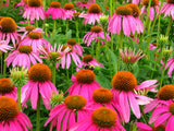 Echinacea purpurea | Eastern Purple Coneflower | 200_Seeds