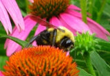 Echinacea purpurea | Eastern Purple Coneflower | 200_Seeds