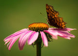 Echinacea purpurea | Eastern Purple Coneflower | 200_Seeds