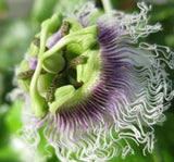 Passiflora edulis Purple Giant | Passion Vine | 20_Seeds