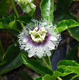 Passiflora edulis Purple Giant | Passion Vine | 20_Seeds