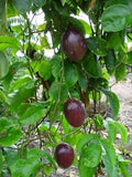 Passiflora edulis Purple Giant | Passion Vine | 20_Seeds