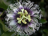 Passiflora edulis Purple Giant | Passion Vine | 20_Seeds