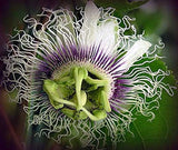Passiflora edulis Purple Giant | Passion Vine | 20_Seeds