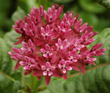 Asclepias purpurascens | Purple Milkweed | 10_Seeds