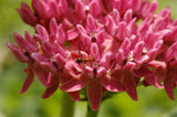 Asclepias purpurascens | Purple Milkweed | 10_Seeds