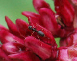 Asclepias purpurascens | Purple Milkweed | 10_Seeds