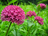 Asclepias purpurascens | Purple Milkweed | 10_Seeds