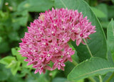 Asclepias purpurascens | Purple Milkweed | 10_Seeds