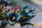 Puya alpestris | Sapphire Tower | Bromeliad | 20_Seeds