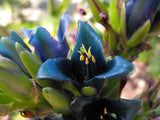 Puya alpestris | Sapphire Tower | Bromeliad | 20_Seeds