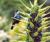 Puya alpestris | Sapphire Tower | Bromeliad | 20_Seeds
