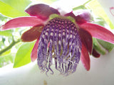 Passiflora quadrangularis | Giant Granadilla | Barbadine | Tumbo | 10_Seeds