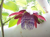 Passiflora quadrangularis | Giant Granadilla | Barbadine | Tumbo | 10_Seeds
