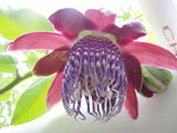 Passiflora quadrangularis | Giant Granadilla | Barbadine | Tumbo | 10_Seeds