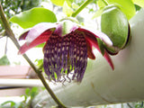 Passiflora quadrangularis | Giant Granadilla | Barbadine | Tumbo | 10_Seeds