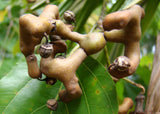 Hovenia dulcis | Japanese Raisin Tree | Honey-Tree | 20_Seeds