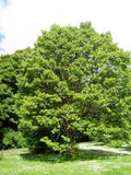 Hovenia dulcis | Japanese Raisin Tree | Honey-Tree | 20_Seeds