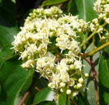 Hovenia dulcis | Japanese Raisin Tree | Honey-Tree | 20_Seeds