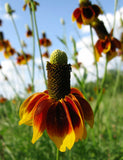 Ratibida columnifera | Mexican Hats | Grey Headed Coneflower | 500_Seeds