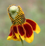 Ratibida columnifera | Mexican Hats | Grey Headed Coneflower | 500_Seeds