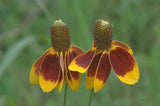 Ratibida columnifera | Mexican Hats | Grey Headed Coneflower | 500_Seeds