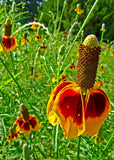 Ratibida columnifera | Mexican Hats | Grey Headed Coneflower | 500_Seeds