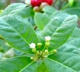 Rauvolfia tetraphylla | Be Still Tree | Devil Pepper | 10_Seeds