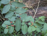 Rauvolfia tetraphylla | Be Still Tree | Devil Pepper | 10_Seeds