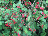 Rauvolfia tetraphylla | Be Still Tree | Devil Pepper | 10_Seeds