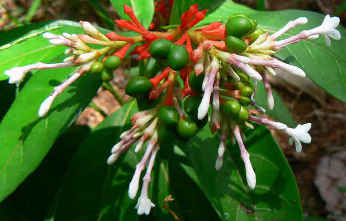 serpentina plant seeds Rauvolfia serpentina | Indian Snakeroot | Devil Pepper