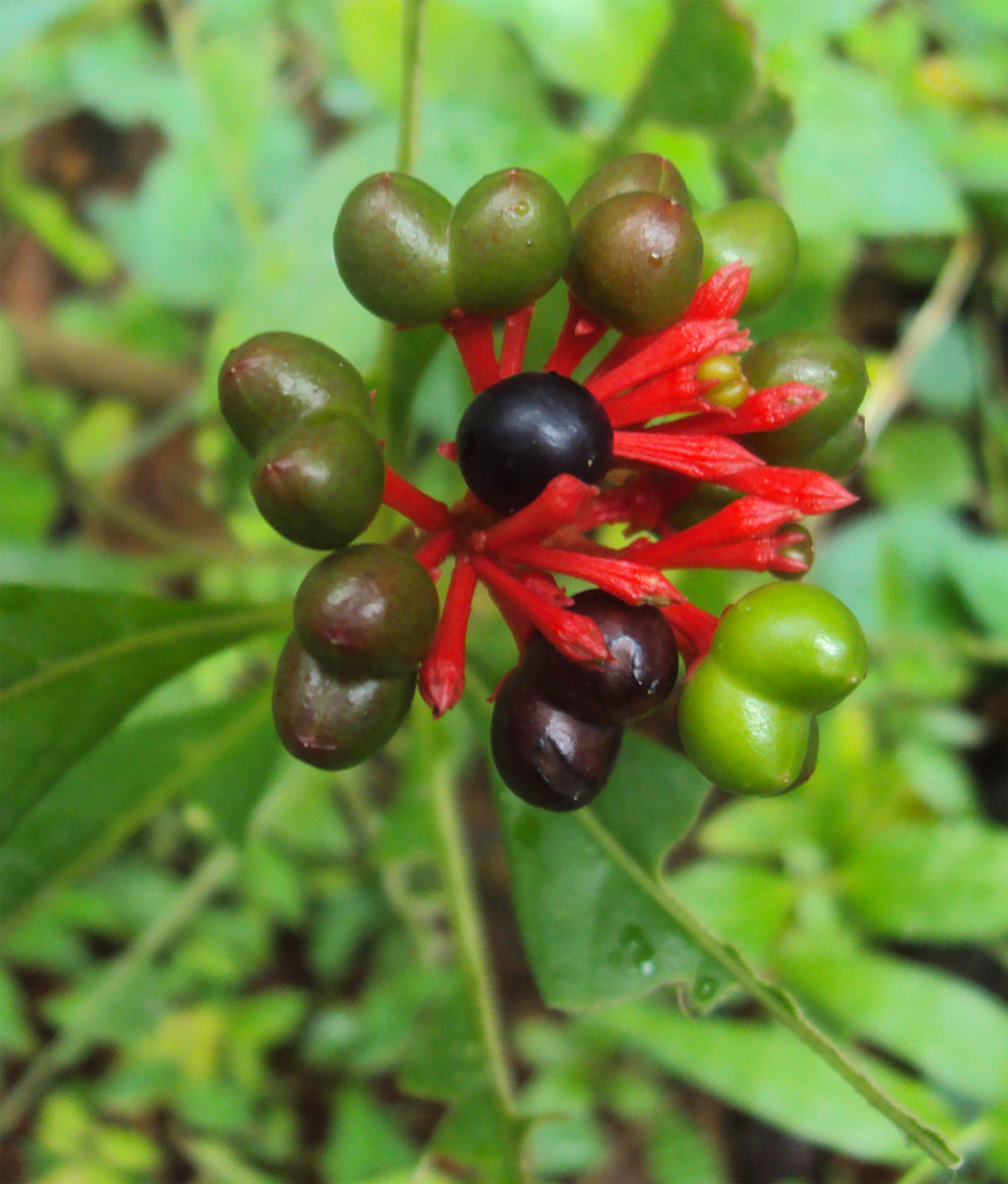 serpentina plant seeds Rauvolfia serpentina | Indian Snakeroot | Devil Pepper