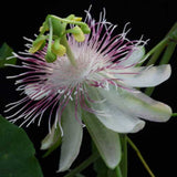 Passiflora resticulata | 10_Seeds