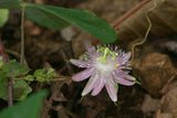 Passiflora resticulata | 10_Seeds