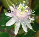 Passiflora resticulata | 10_Seeds
