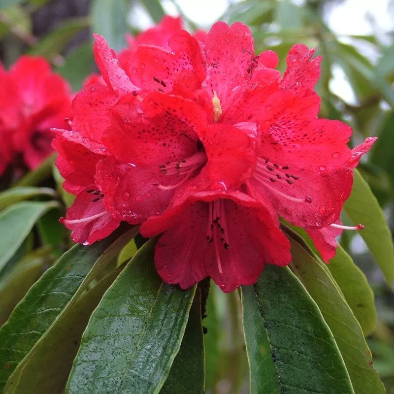 Rhododendron arboreum | Burans | Gurans